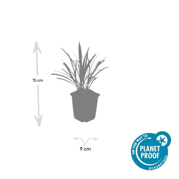 20x Liriope muscari 'Ingwersen' - Hardy Purple Lilyturf 10-25cm