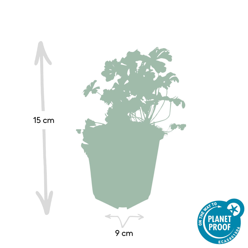 24 Geranium Biokovo ground cover plants with white-pink flowers, ideal for borders or edging, by Everspring.