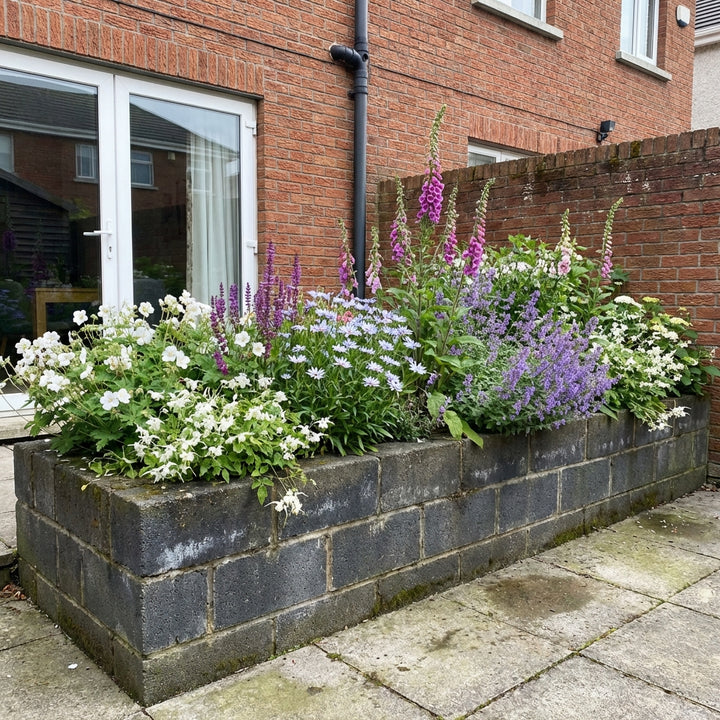 Perennial Border Package Luxembourg styled in an Irish home interior