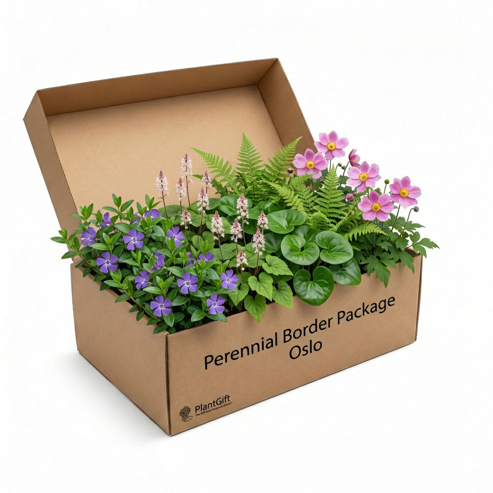 Healthy foliage and strong roots close-up of Perennial Border Package Oslo