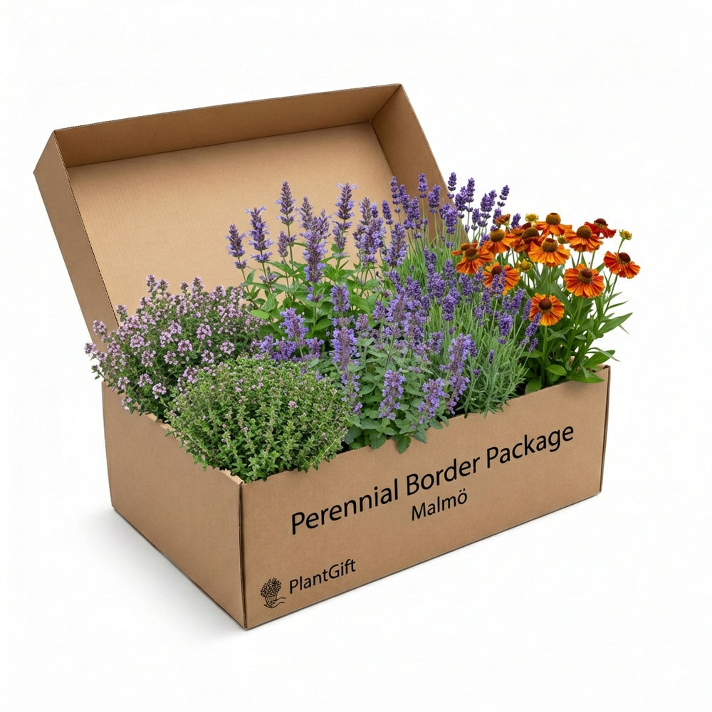 Healthy foliage and strong roots close-up of Perennial Border Package Malmö