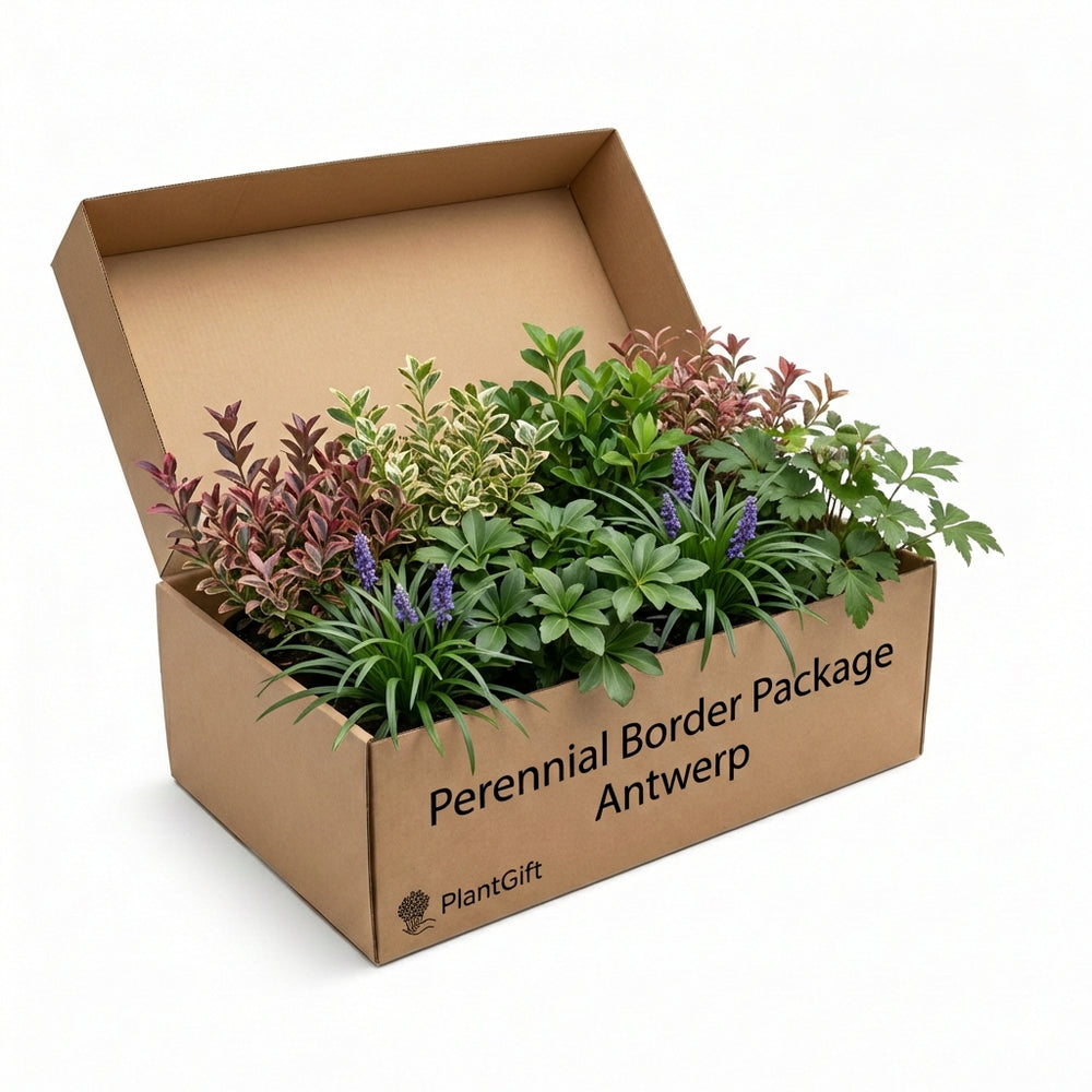 Healthy foliage and strong roots close-up of Perennial Border Package Antwerp