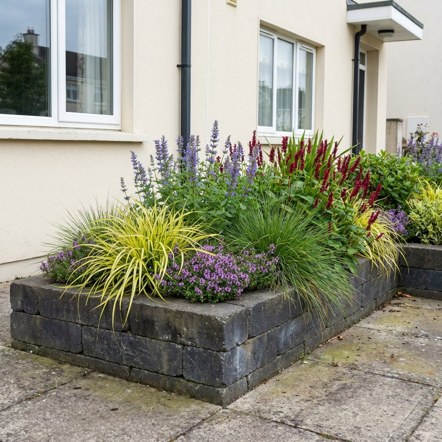 Mixed perennial border with purple salvia spikes, deep red astilbe plumes, yellow-striped ornamental grasses and purple…