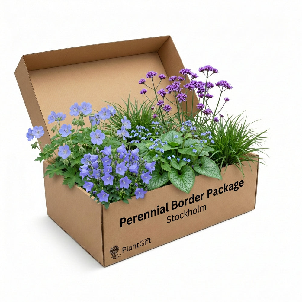 Healthy foliage and strong roots close-up of Perennial Border Package Stockholm