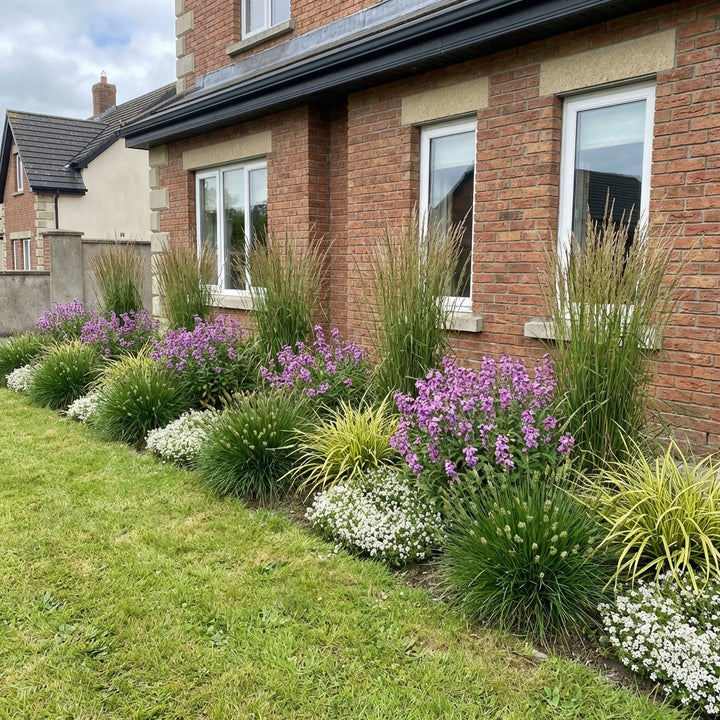 Garden border display featuring ornamental grasses, purple phlox and white alyssum against red brick house