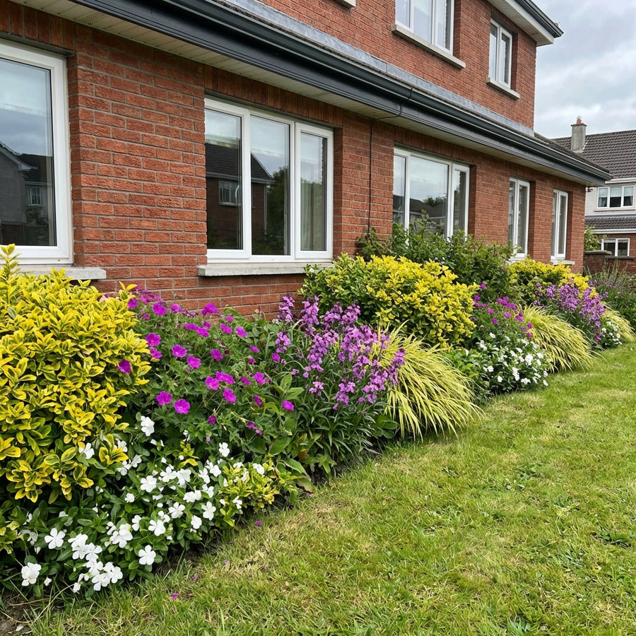 Perennial border garden display with magenta petunias, golden privet, white flowers and ornamental grasses along brick house.