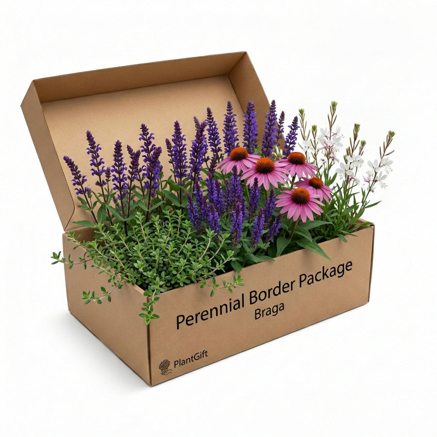 Perennial Border Package Braga in cardboard box with purple lavender spikes, pink coneflowers and white gypsophila