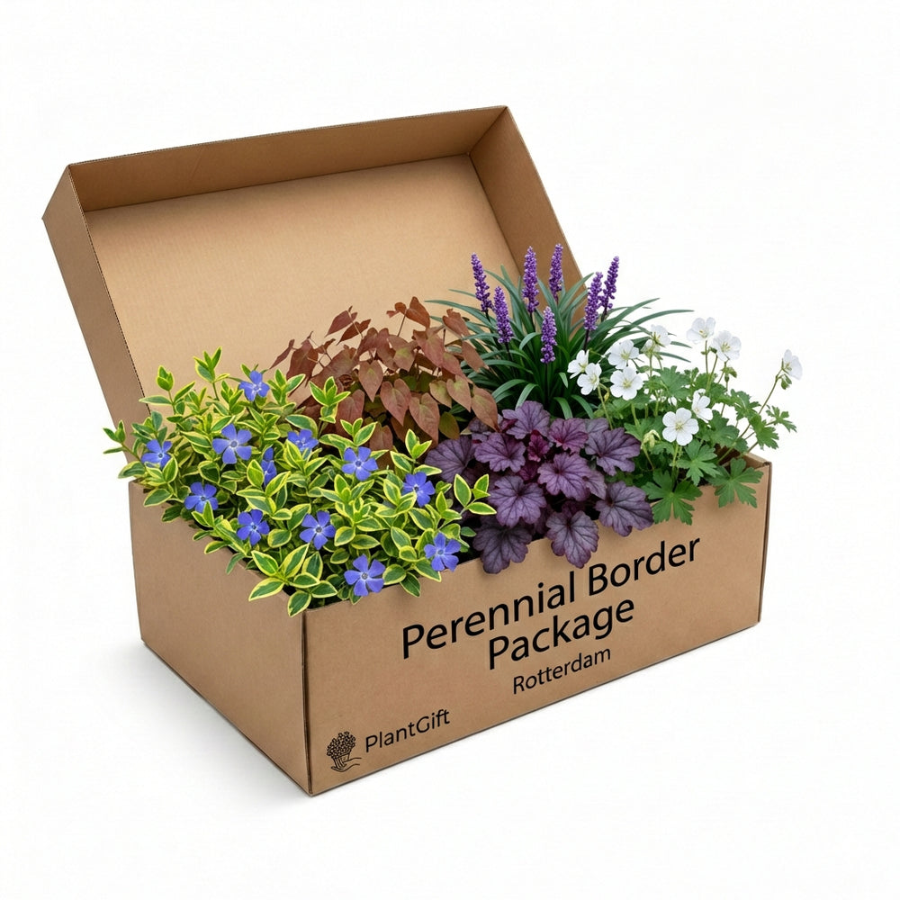 Healthy foliage and strong roots close-up of Perennial Border Package Rotterdam