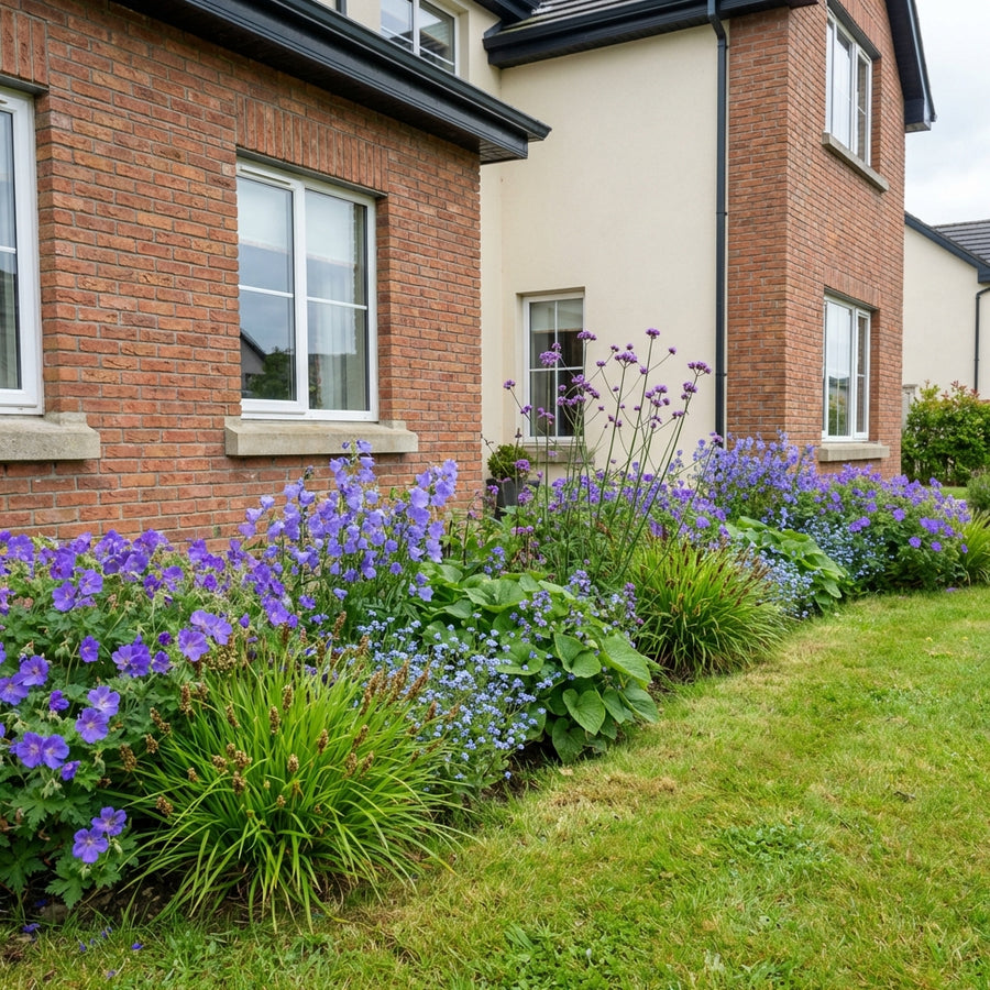 Mixed perennial border with purple geraniums, tall purple liatris, blue forget-me-nots and ornamental grasses against…