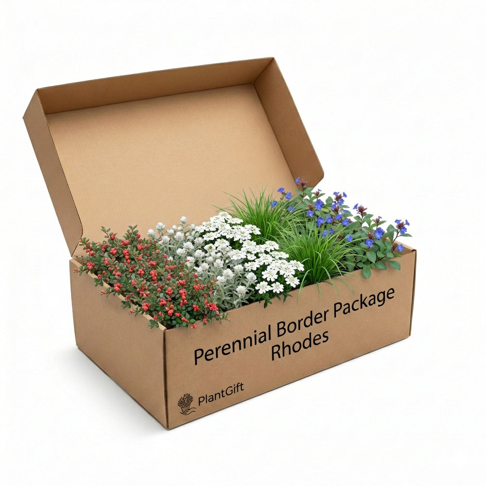 Healthy foliage and strong roots close-up of Perennial Border Package Rhodes