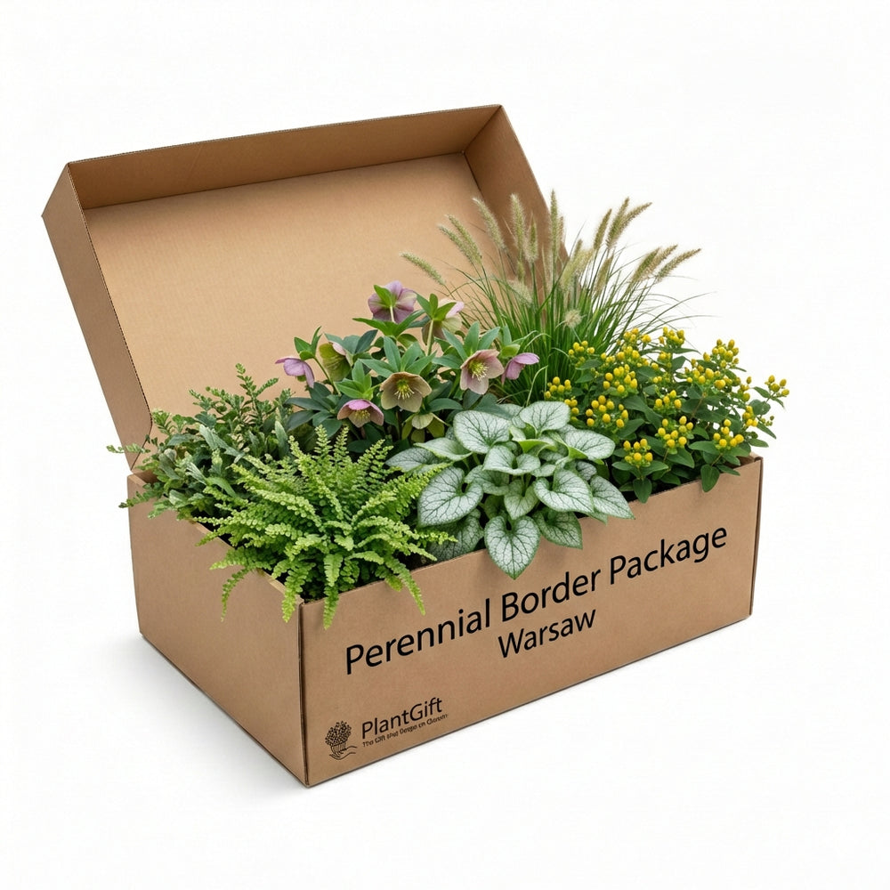 Healthy foliage and strong roots close-up of Perennial Border Package Warsaw