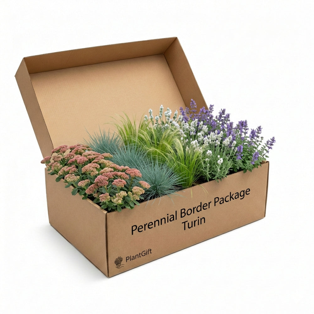 Healthy foliage and strong roots close-up of Perennial Border Package Turin