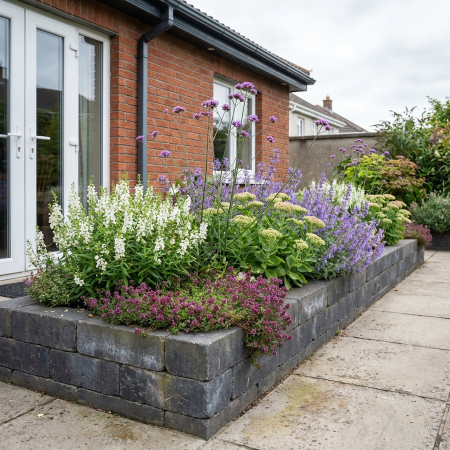 Perennial border display with white snapdragons, purple verbena, magenta thyme and sedum in raised grey stone bed against…