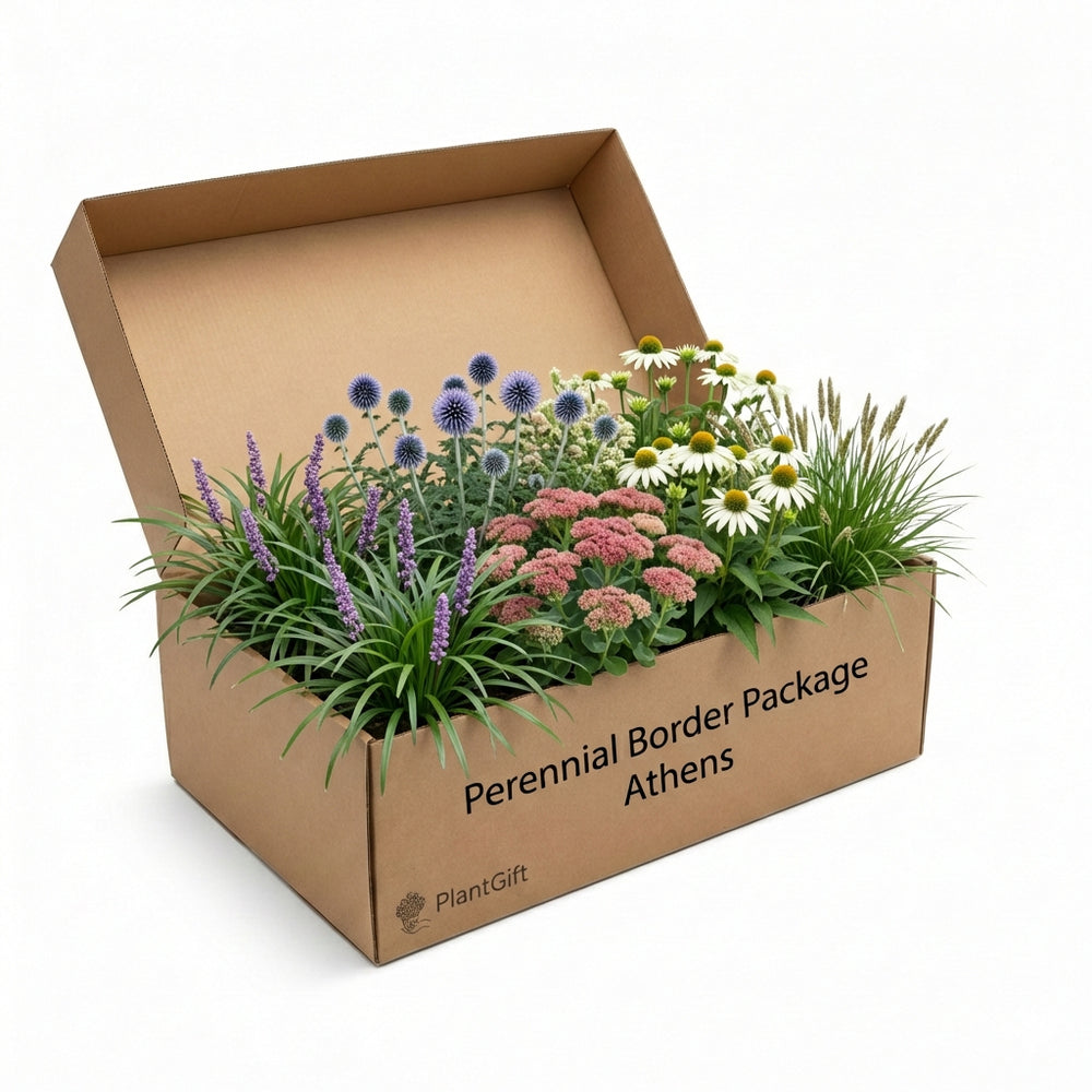 Perennial Border Package Athens in cardboard box showing purple liatris, pink sedum, white daisies, blue globe thistles…