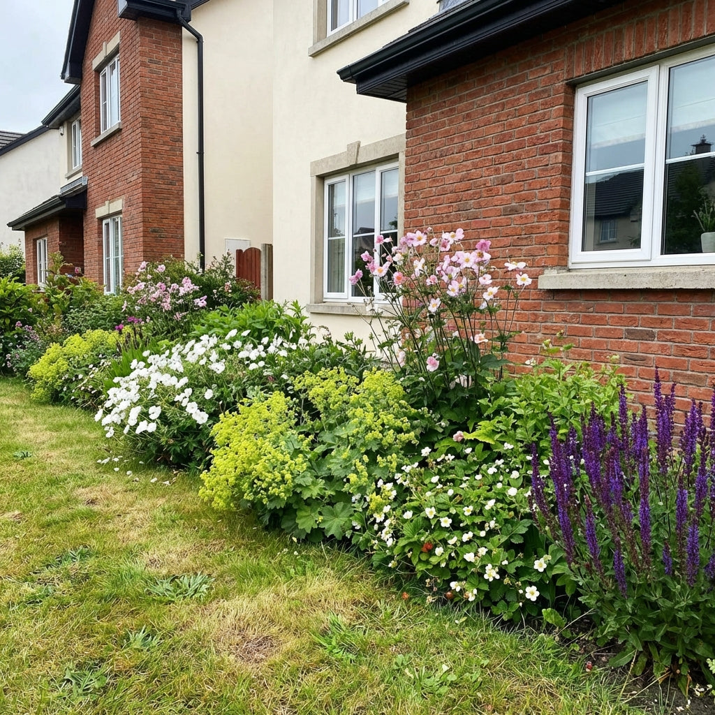 Healthy foliage and strong roots close-up of Perennial Border Package Copenhagen