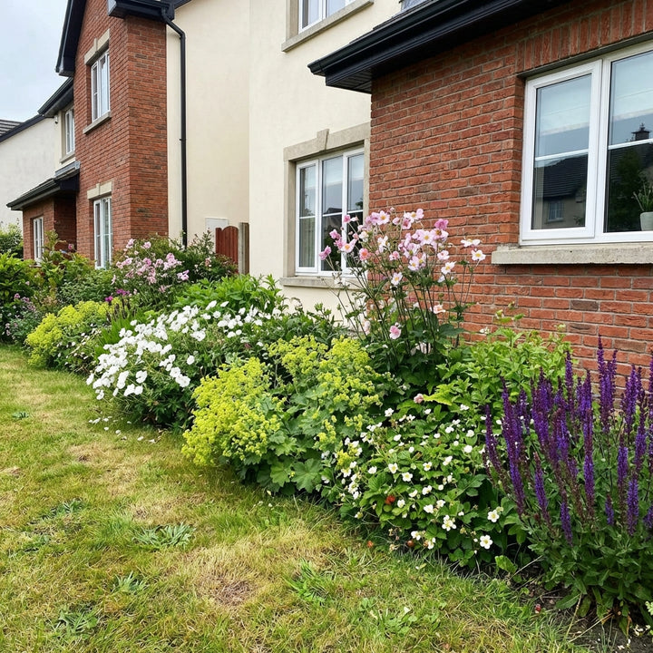 Healthy foliage and strong roots close-up of Perennial Border Package Copenhagen