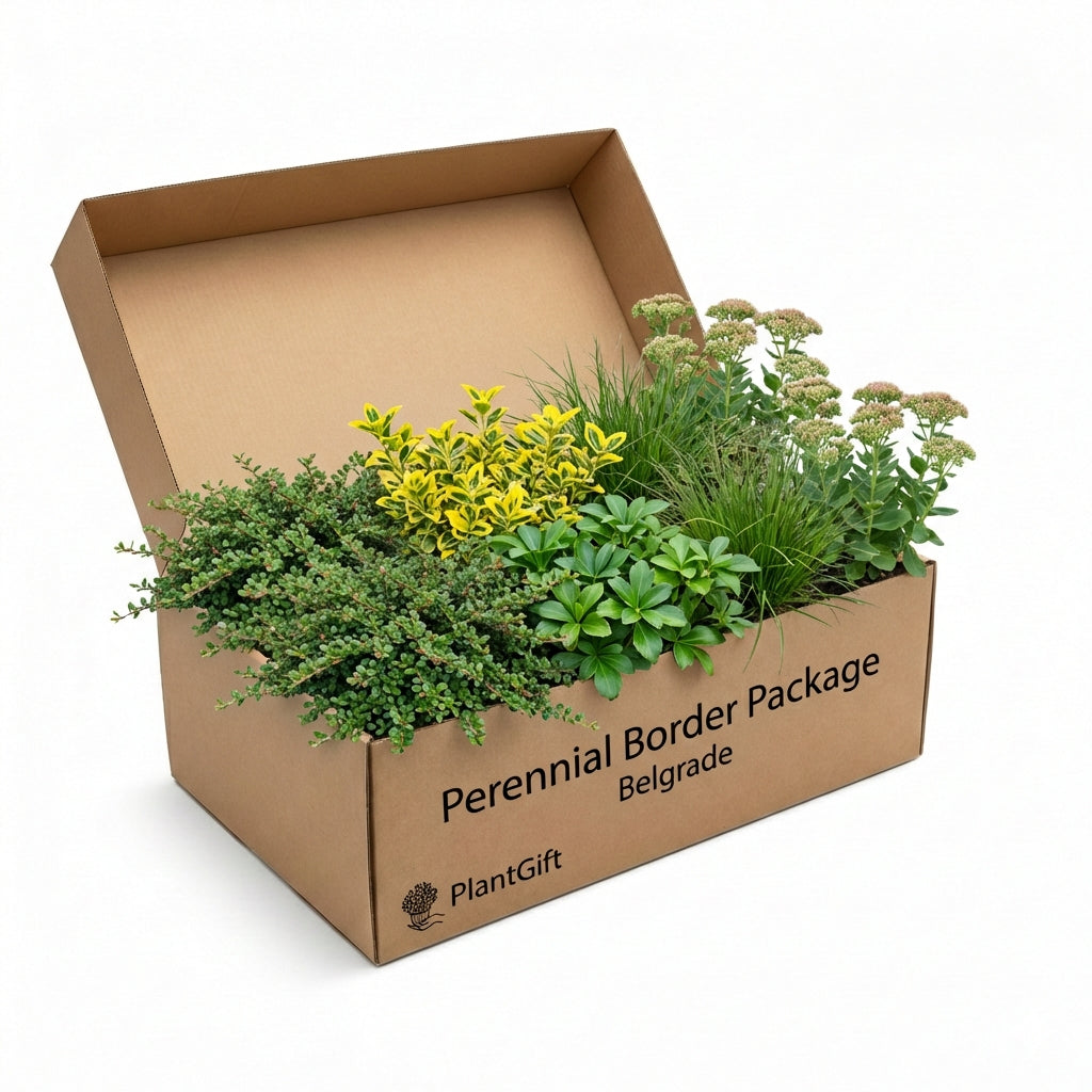 Perennial Border Package Belgrade in brown cardboard box showing assorted plants: creeping thyme, yellow-flowered plant,…