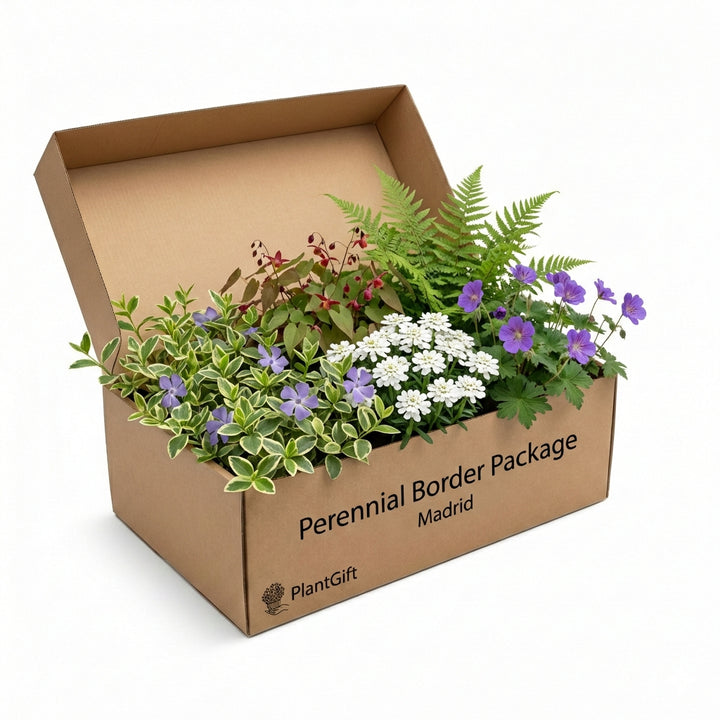Cardboard box containing Perennial Border Package Madrid with purple flowers, white daisy-like blooms, green fern fronds,…