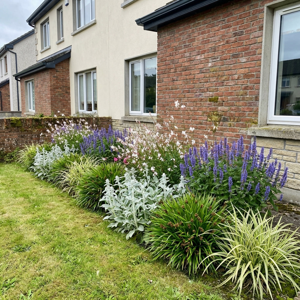 Healthy foliage and strong roots close-up of Perennial Border Package Barcelona