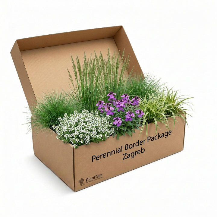 Healthy foliage and strong roots close-up of Perennial Border Package Zagreb