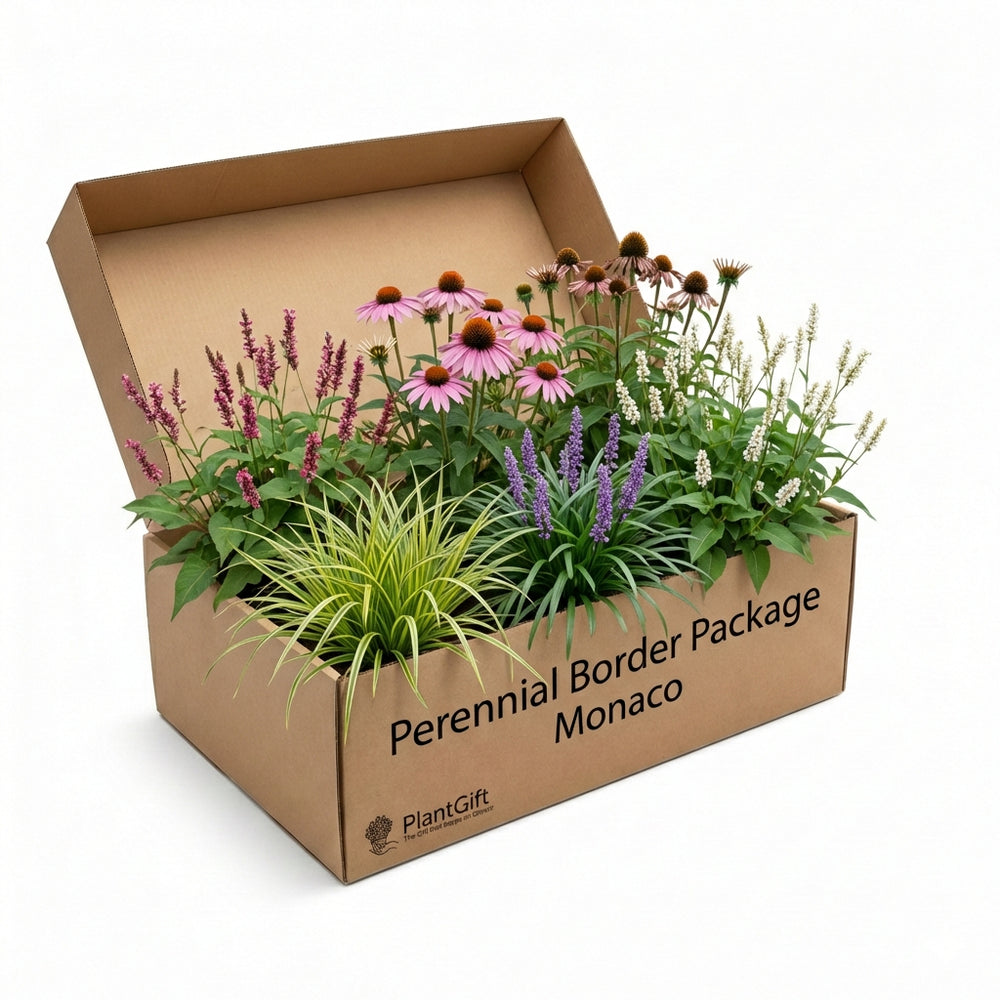 Healthy foliage and strong roots close-up of Perennial Border Package Monaco