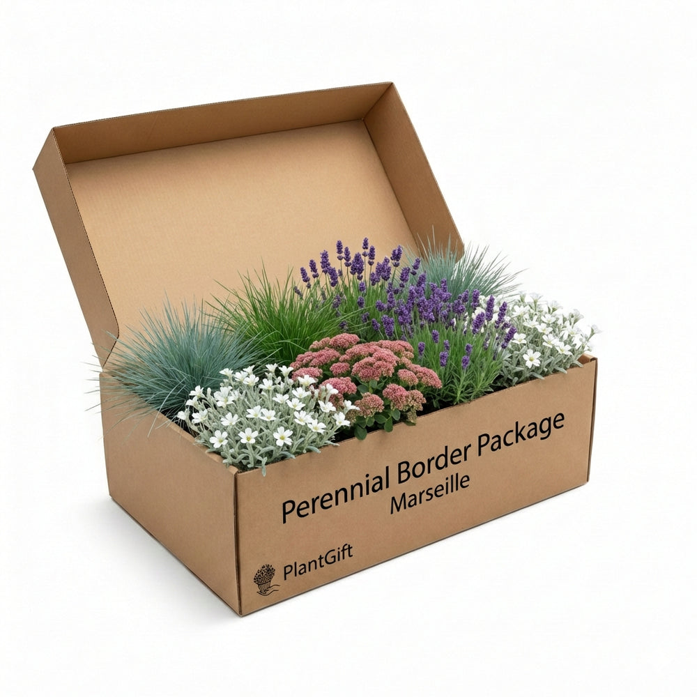 Healthy foliage and strong roots close-up of Perennial Border Package Marseille