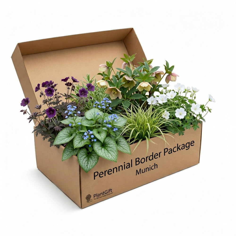 Healthy foliage and strong roots close-up of Perennial Border Package Munich