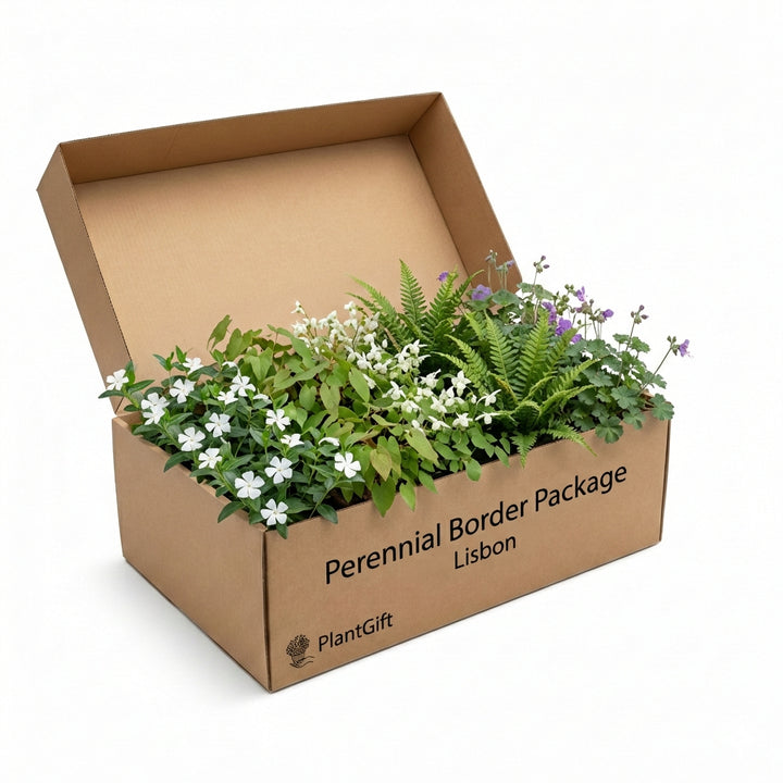 Perennial Border Package Lisbon in cardboard box containing white flowers, purple blooms, green fern foliage and mixed…