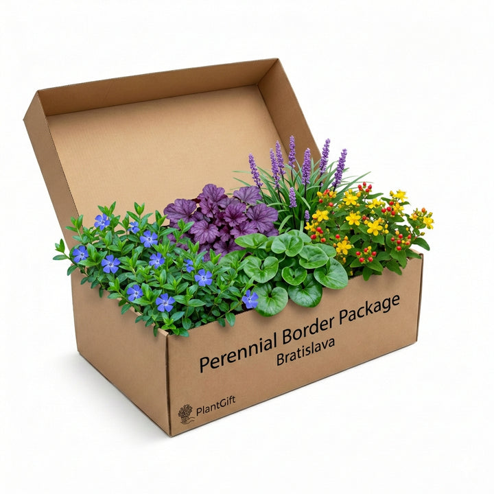 Perennial border package in cardboard box with blue flowers, purple petunias, lavender spikes and yellow-orange…