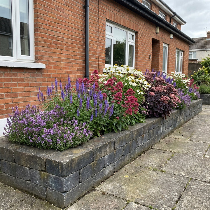 Perennial Border Package Zurich styled in an Irish home interior
