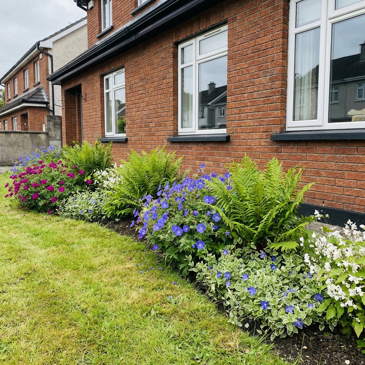Perennial border planting against red brick house showing purple petunias, blue morning glories, ferns and white flowers…