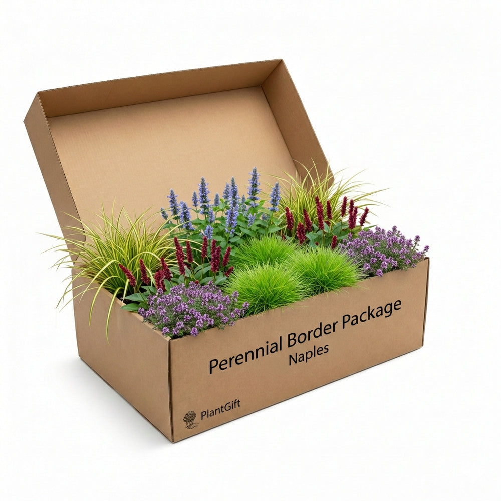 Healthy foliage and strong roots close-up of Perennial Border Package Naples