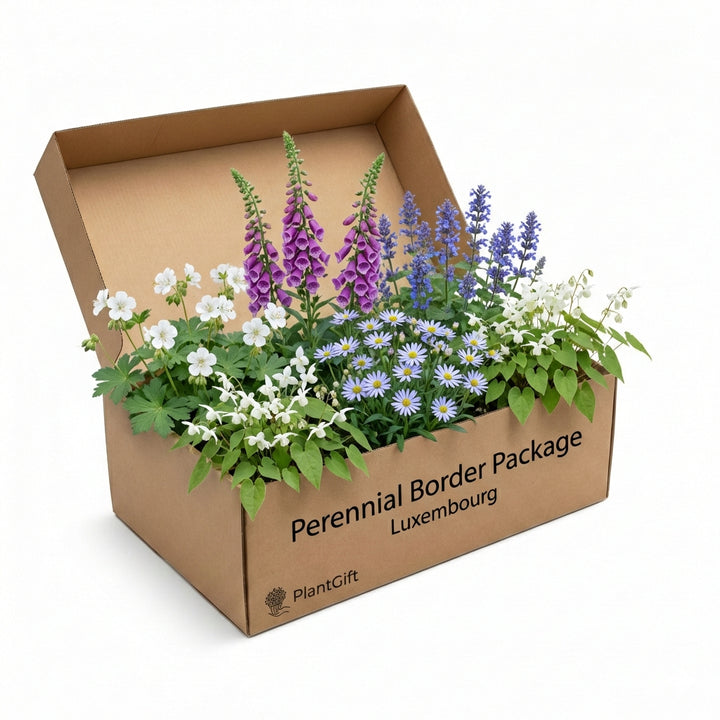 Perennial Border Package Luxembourg with white potentilla, purple lupines, blue asters and white astilbe in cardboard box