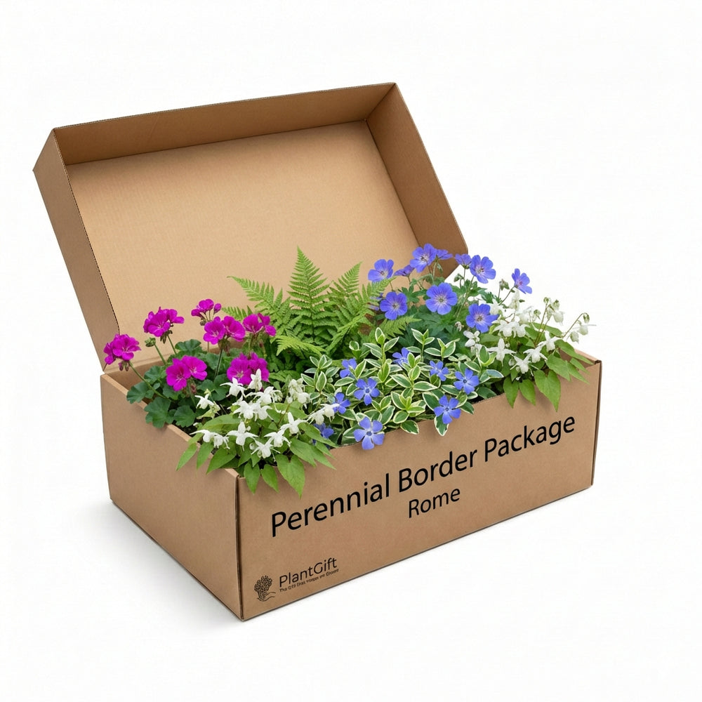 Healthy foliage and strong roots close-up of Perennial Border Package Rome