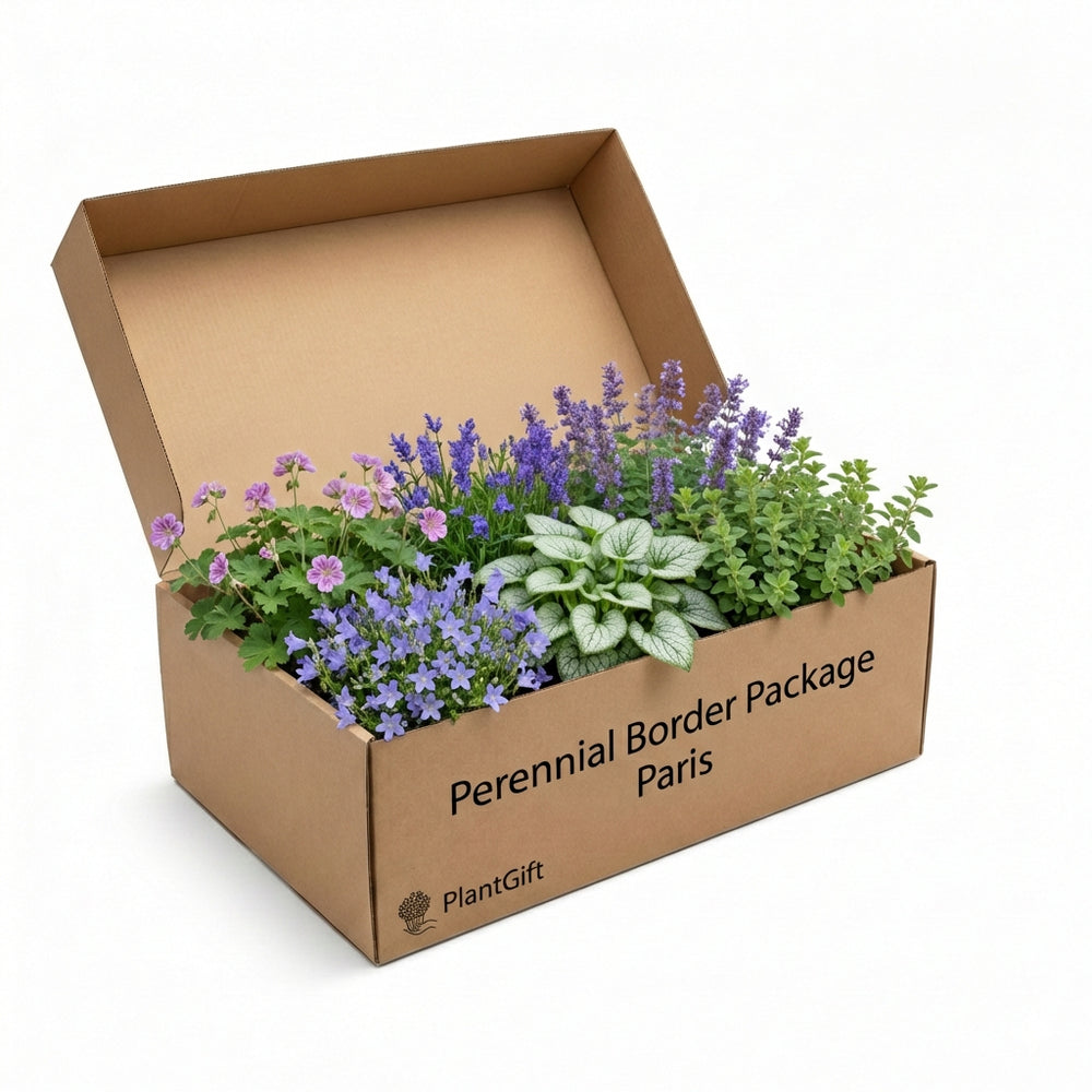 Healthy foliage and strong roots close-up of Perennial Border Package Paris