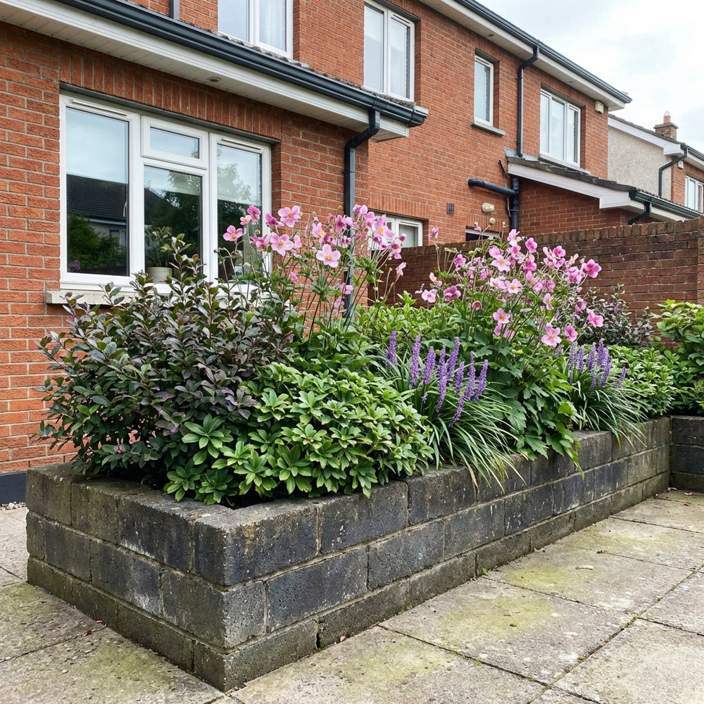 Perennial border planting in raised stone bed with pink cosmos, purple salvia, and green foliage against brick house