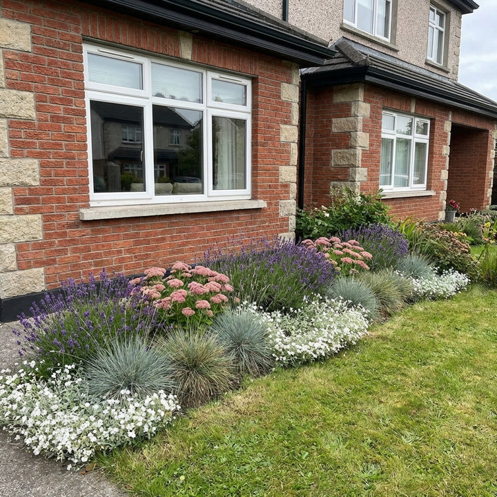 Perennial Border Package Marseille styled in an Irish home interior