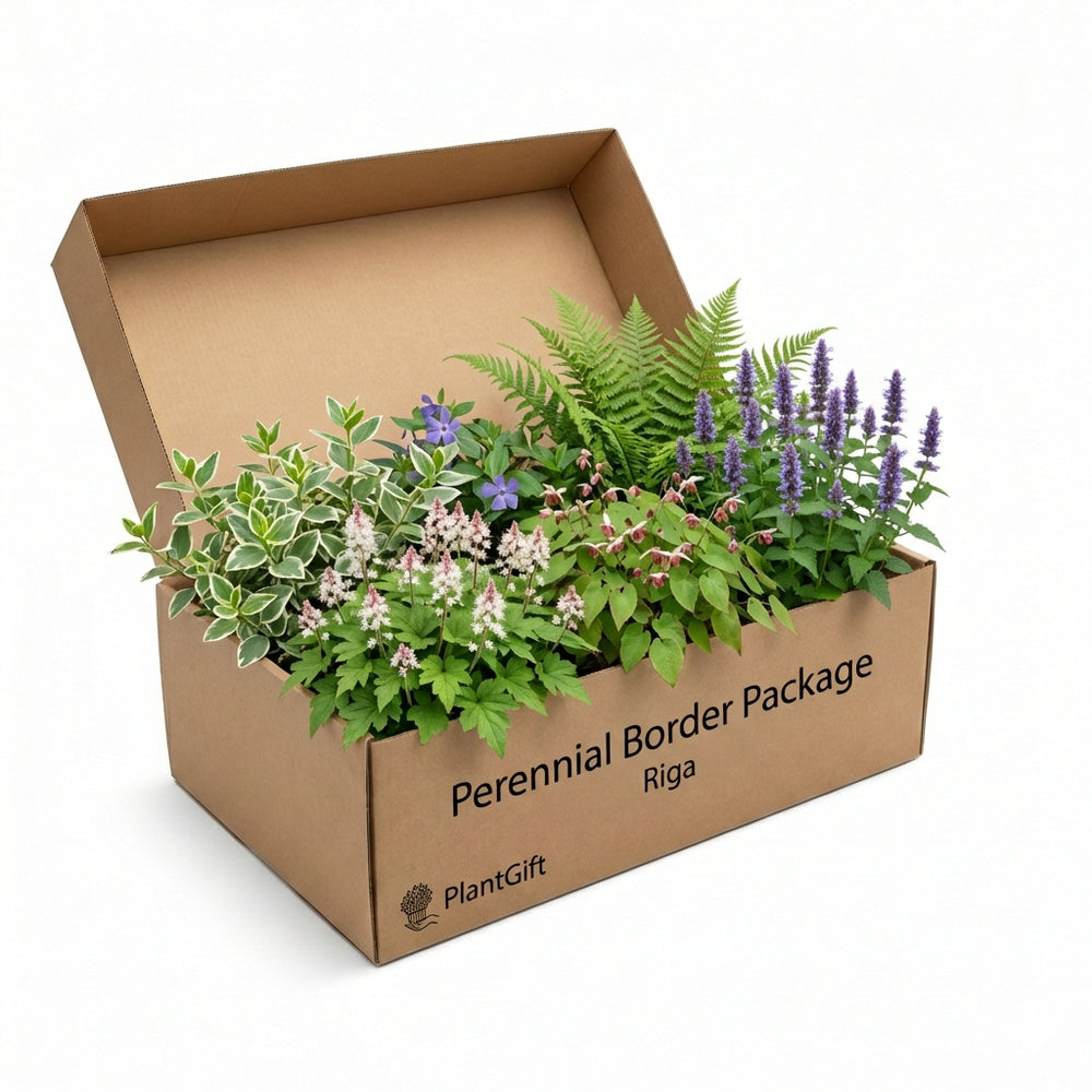 Healthy foliage and strong roots close-up of Perennial Border Package Riga