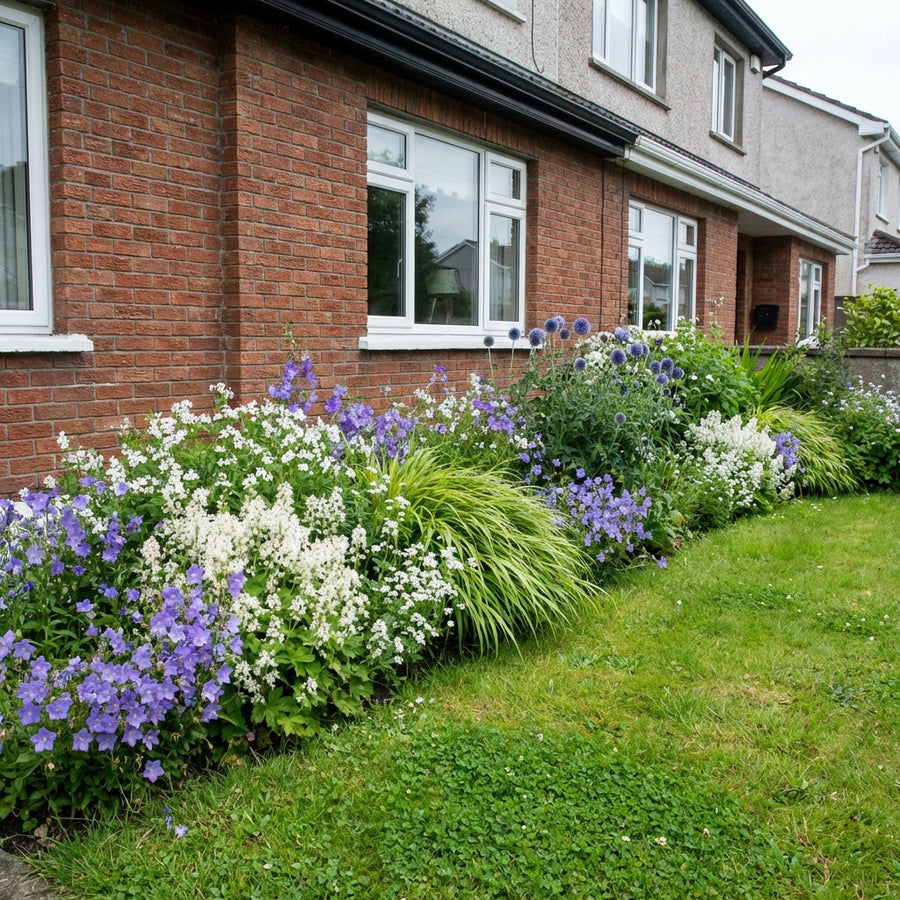 Perennial border planting with purple cornflowers, white gypsophila and ornamental grasses against brick house wall