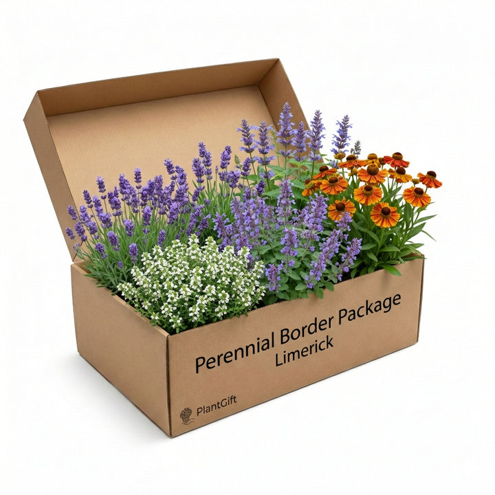 Perennial Border Package Limerick in cardboard box containing lavender, white alyssum, purple catmint and orange…