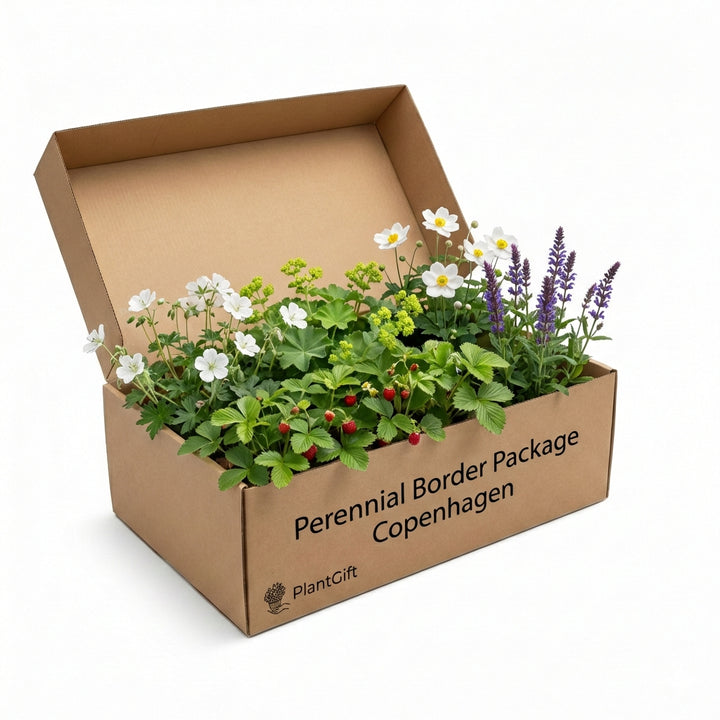 Perennial Border Package Copenhagen in cardboard box with white daisy flowers, purple lavender spikes, yellow alchemilla,…