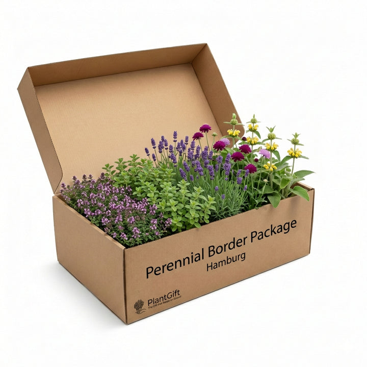 Perennial Border Package Hamburg in open cardboard box with purple lavender, pink thyme, magenta coneflower and yellow…