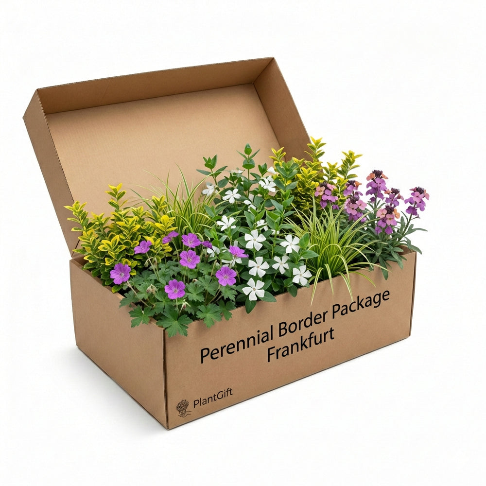 Healthy foliage and strong roots close-up of Perennial Border Package Frankfurt