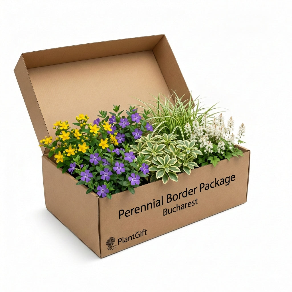 Perennial Border Package Bucharest in cardboard box containing yellow flowers, purple petunias, variegated foliage and…