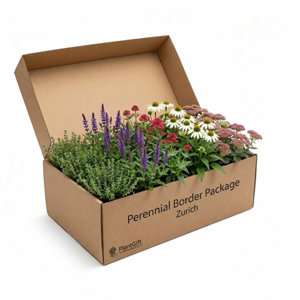 Healthy foliage and strong roots close-up of Perennial Border Package Zurich