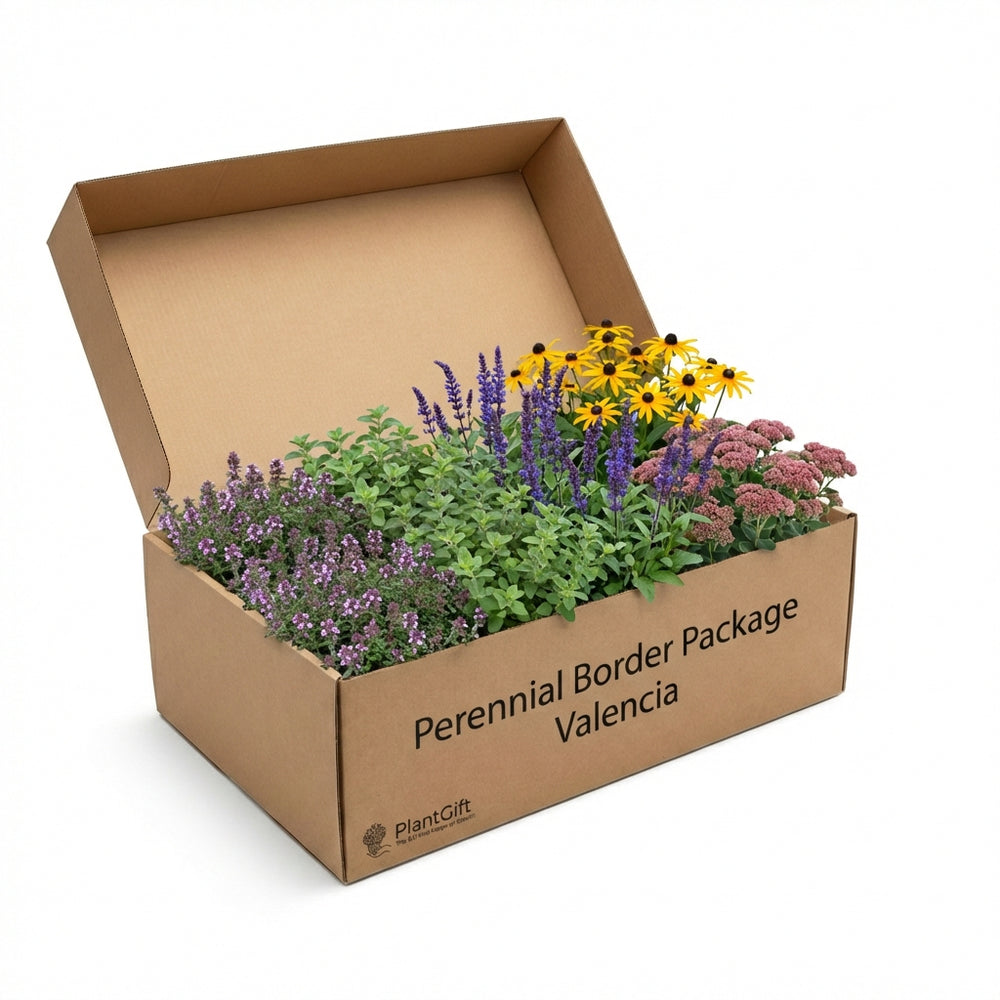 Healthy foliage and strong roots close-up of Perennial Border Package Valencia