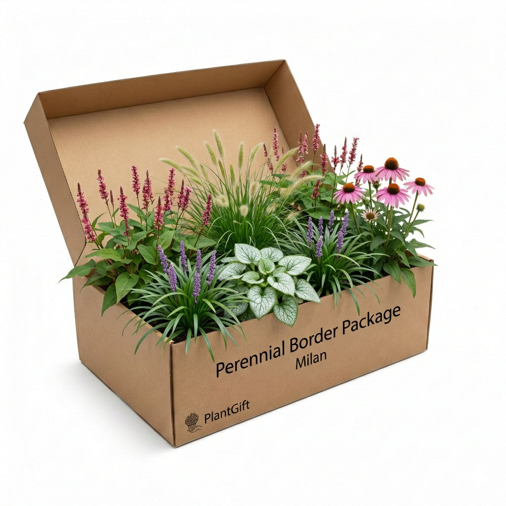 Perennial Border Package Milan in cardboard box showing ornamental grasses, purple liatris spikes, pink coneflowers,…