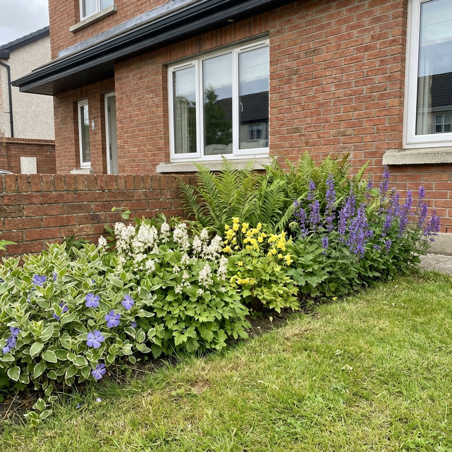 Mixed perennial border planting against brick house wall featuring ferns, purple salvia, white flowers, yellow blooms and…