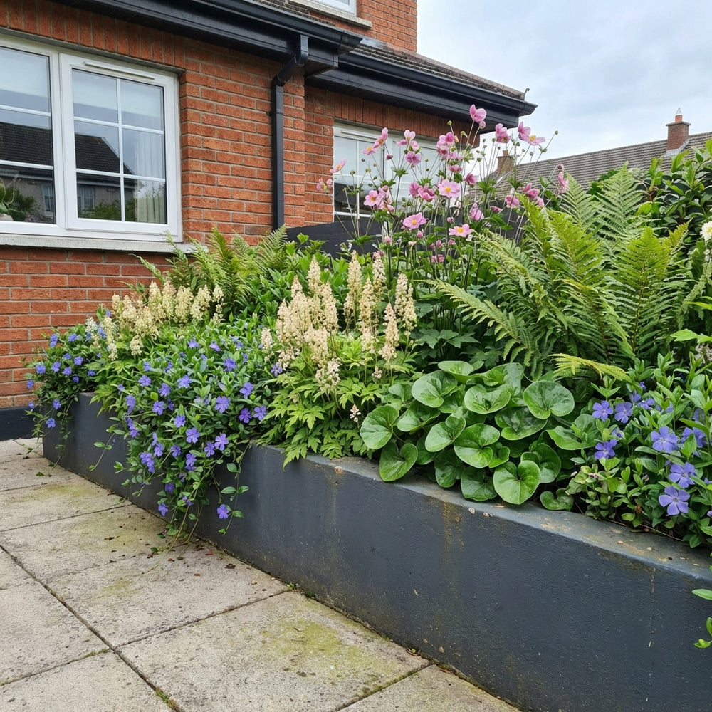 Perennial border planting in dark grey raised beds against brick house, featuring pink cosmos, purple lobelia, white…