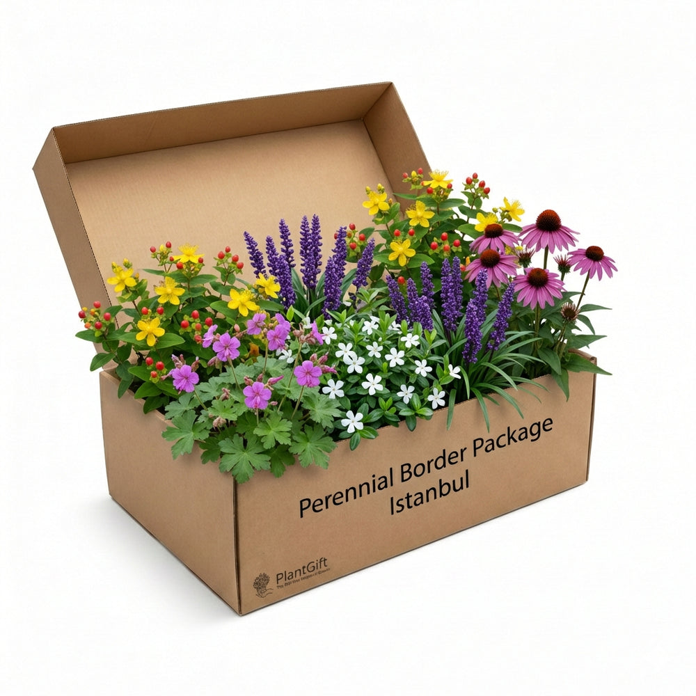 Healthy foliage and strong roots close-up of Perennial Border Package Istanbul